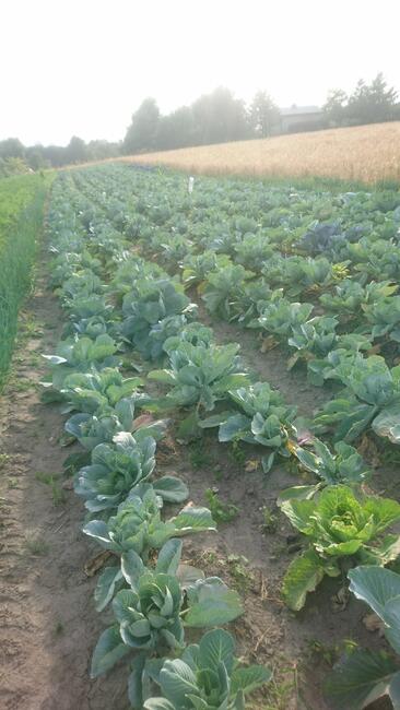 Warzywa z własnego gosp