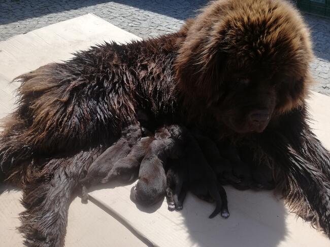 REPRODUKTOR nowofunland