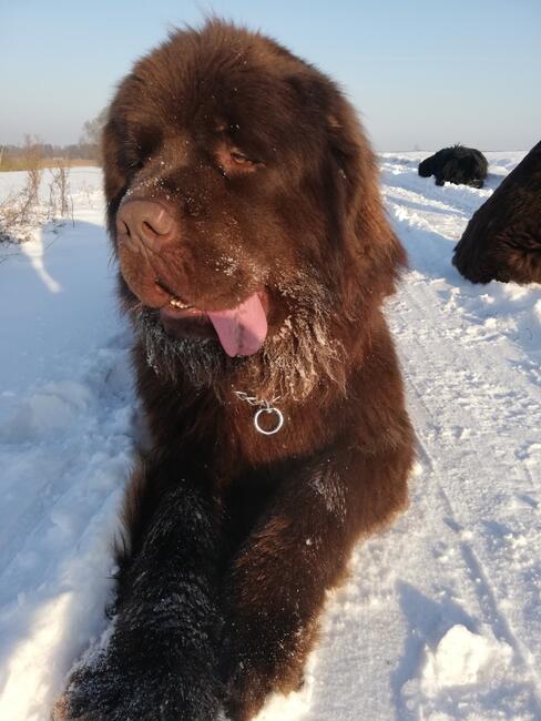 REPRODUKTOR nowofunland