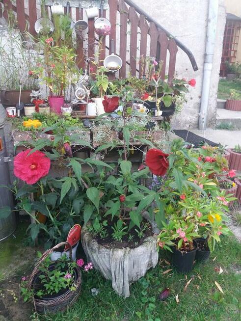 CZARTER OMEGA GRZYBY NOCLEG MIGDA SIEMIANY J JEZIORAK