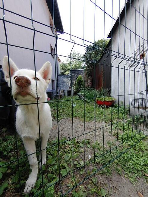 Hotel dla Psa. Tresura. Zmiana mentalna! Koniec problemów!