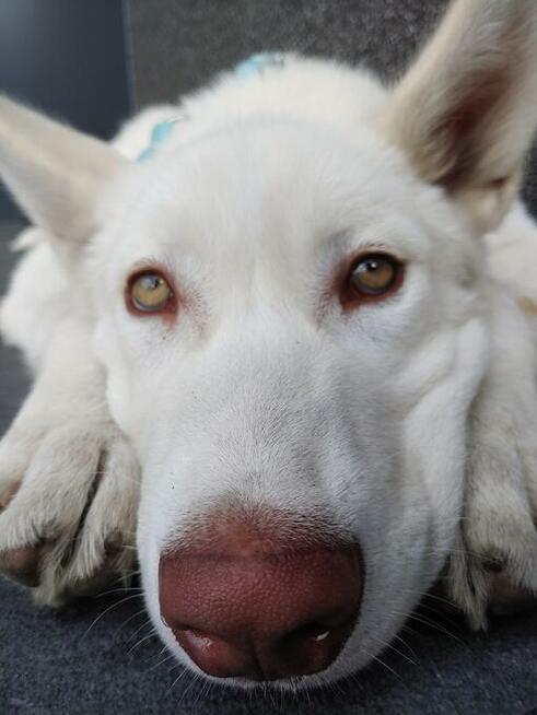 Hotel dla Psa. Tresura. Zmiana mentalna! Koniec problemów!