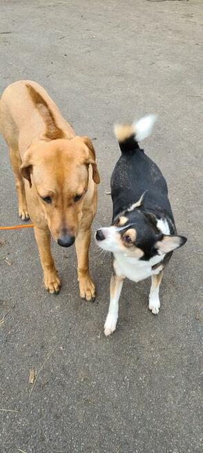 Hotel dla Psa. Tresura. Zmiana mentalna! Koniec problemów!