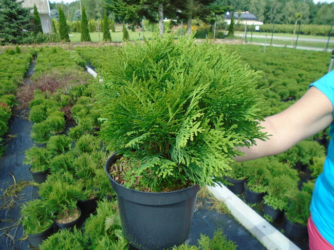 Tuja Danica 20-25cm 3L.