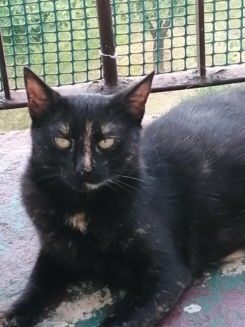Mikotka kochana ok3 letnia kotka czeka na Ciebie Iwonka