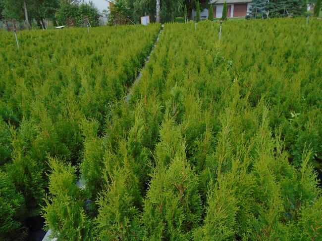Tuja Szmaragd 100 - 120cm. 3L. sadzenie