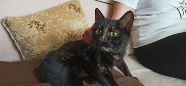 Mikotka kochana ok3 letnia kotka czeka na Ciebie Iwonka