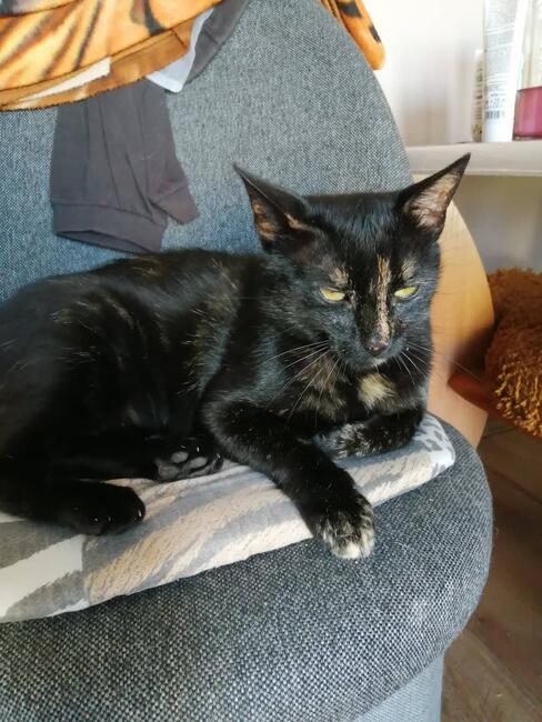 Mikotka kochana ok3 letnia kotka czeka na Ciebie Iwonka