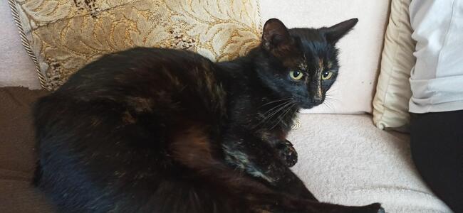 Mikotka kochana ok3 letnia kotka czeka na Ciebie Iwonka