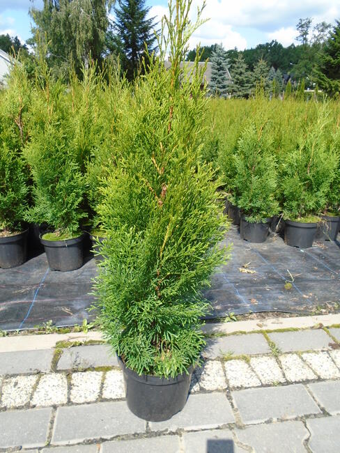 Tuja Szmaragd 100 - 120cm. 3L. sadzenie
