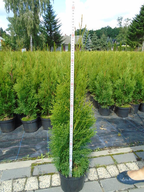 Tuja Szmaragd 100 - 120cm. 3L. sadzenie
