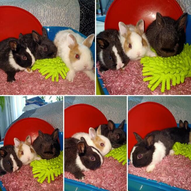 króliki króliczki karzełki gładkowłose ,miniaturki