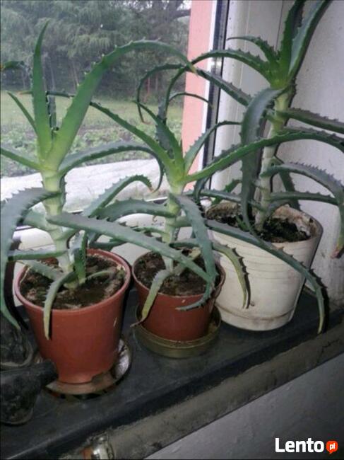 Piękne, zadbane aloesy lecznicze. Polecam!