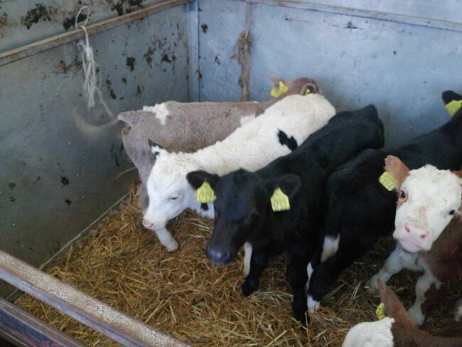 CALA POLSKAcieleta Polskie