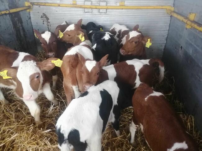 cieleta polskie CALA POLSKAA