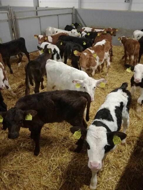 Cieleta Polskie CALA POLSKA