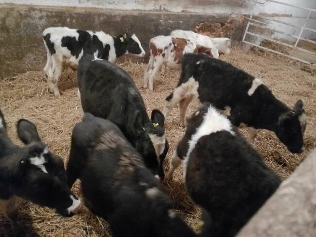 Cieleta Polskie CALA POLSKA