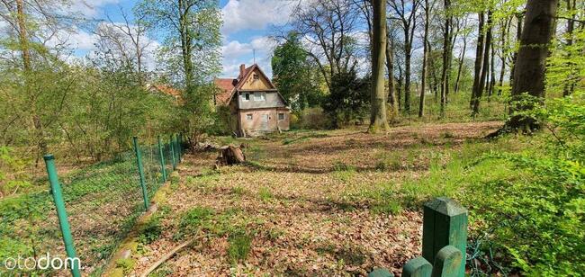 dzialka i dom w lasie w srodku miasta Prawobrzeze