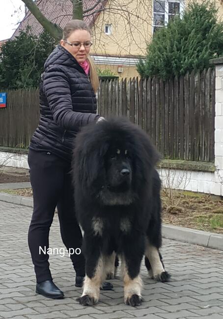 Reproduktor Mastify Tybetański Hades ZKwP FCI