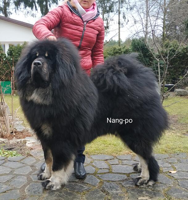 Reproduktor Mastify Tybetański Hades ZKwP FCI