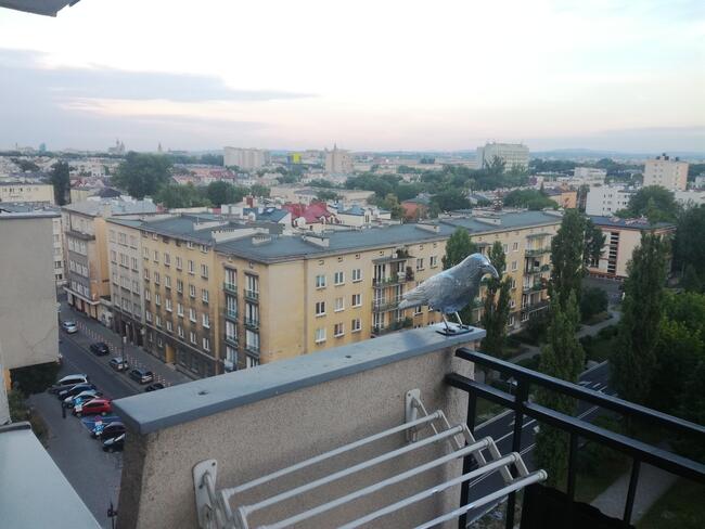 KAWALERKA DO WYNAJĘCIA