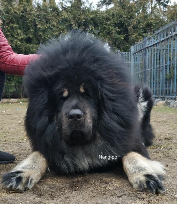 Reproduktor Mastify Tybetański Hades ZKwP FCI