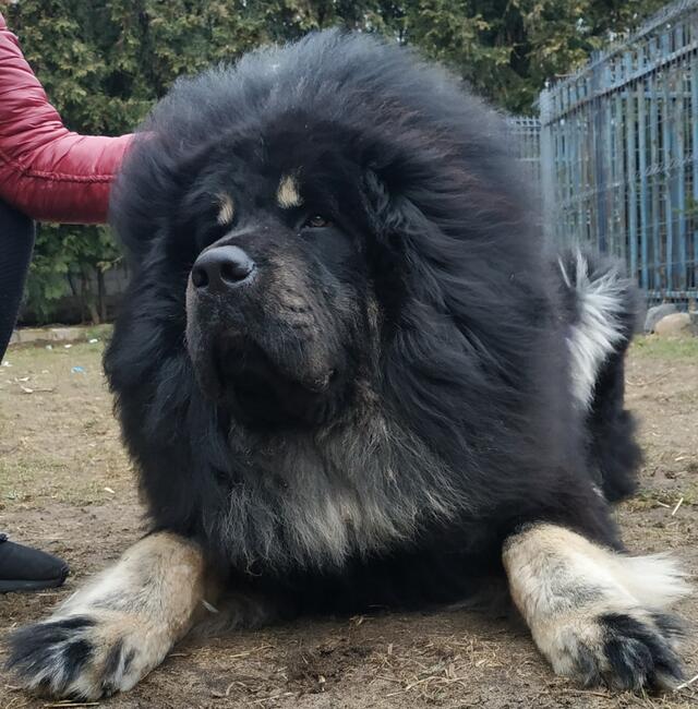 Reproduktor Mastify Tybetański Hades ZKwP FCI