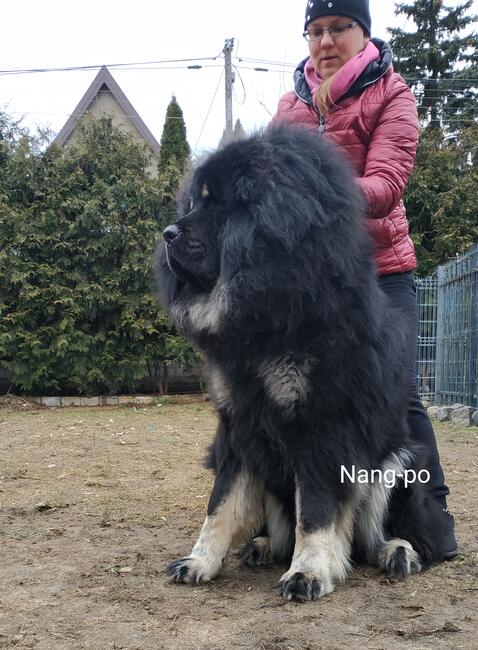 Reproduktor Mastify Tybetański Hades ZKwP FCI