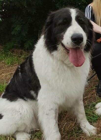 Mastif Pirenejski Mastin del Pirineo Pyrenean mastiff