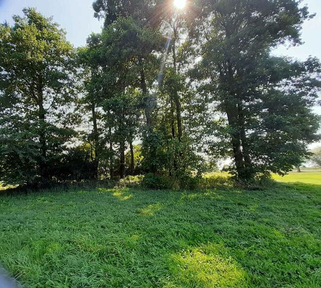 Sprzedam bezpośrednio nieruchomość z urokliwym laskiem