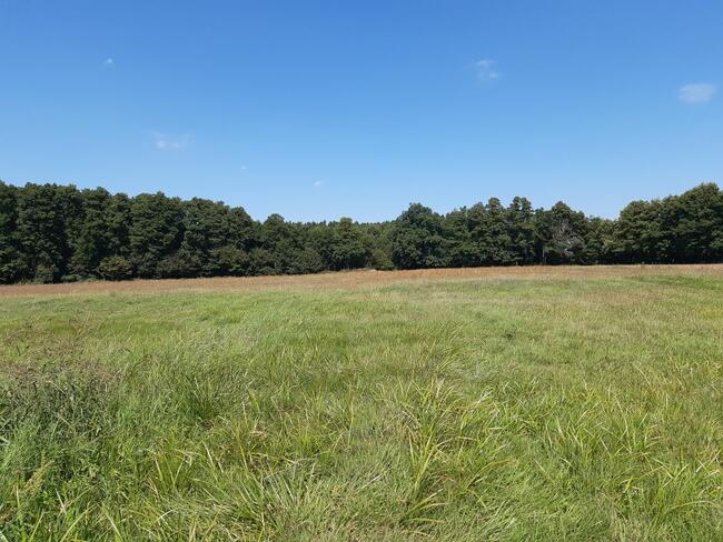 Sprzedam bezpośrednio nieruchomość z urokliwym laskiem