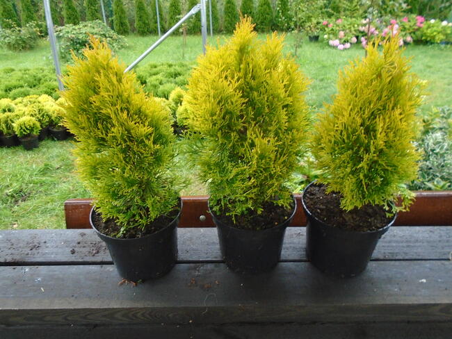 Tuja Szmaragd Gold 40-50cm, 3L.