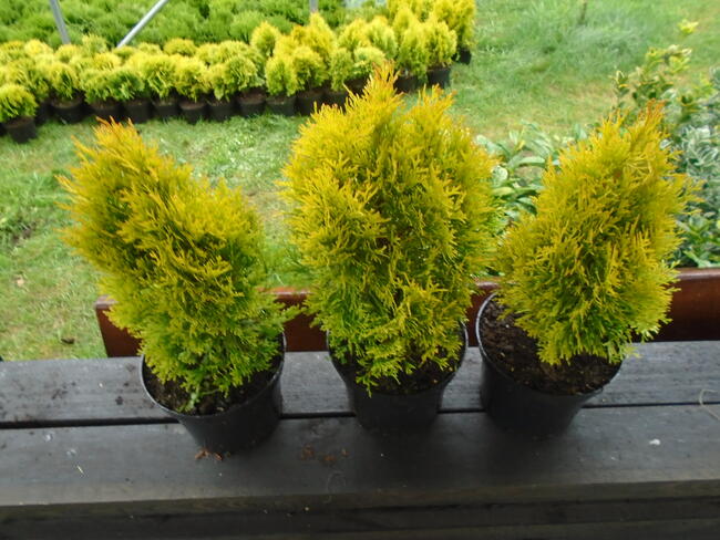 Tuja Szmaragd Gold 40-50cm, 3L.
