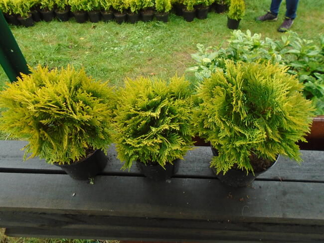 Tuja Danica Piękna żółta kula 25-35cm, 5L.