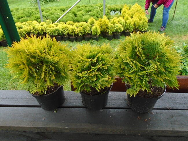 Tuja Danica Piękna żółta kula 25-35cm, 5L.