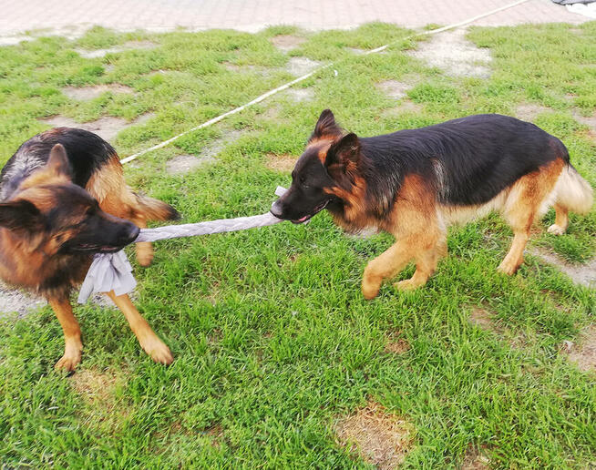 ELASTYCZNY Szarpak Mata węchowa dla Psa zobacz