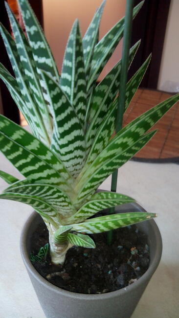 Aloesy kolekcjonerskie i ...