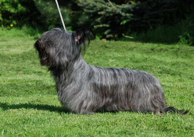 szczenięta SKYE TERRIER po championach FCI cert. do wglądu