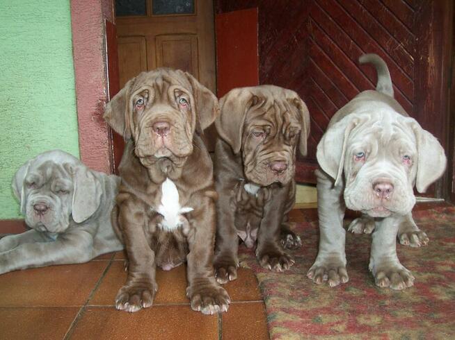 Mastino Napoletano.Mastif Neapolitański - szczenięta