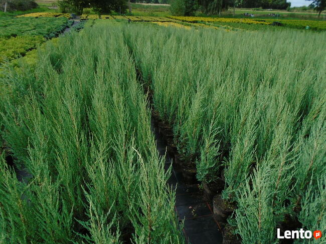 Jałowiec BLUE ARROW 60-80cm donica 2L