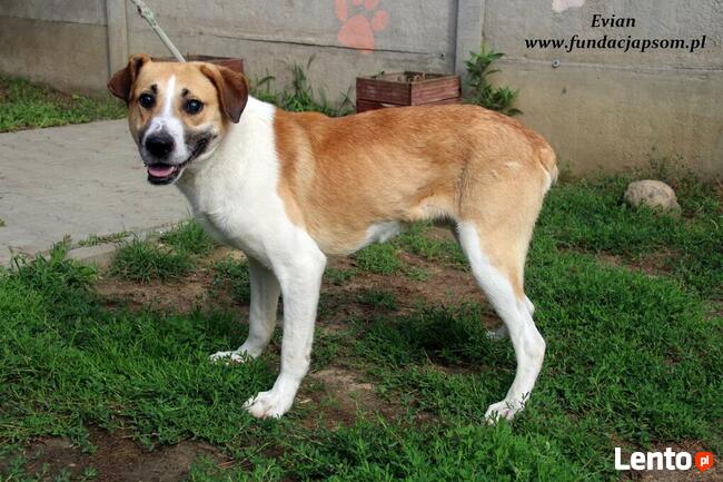 Evian - sympatyczny piesek