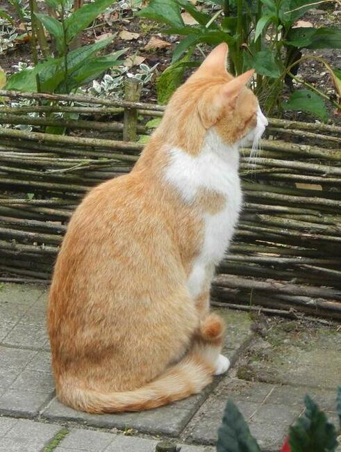 Zaginął rudo-biały kot! Woj łódzkie, powiat zgierski