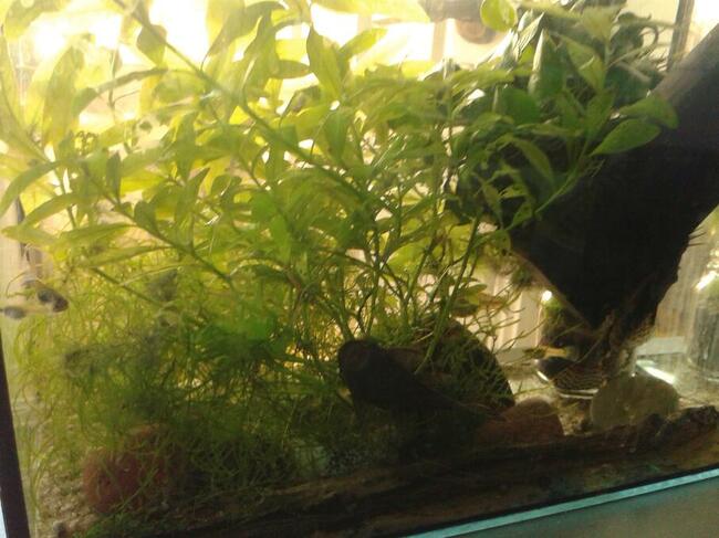 roslinki akwariowe, moczarka rzesa rogatek rybki gupiki glon