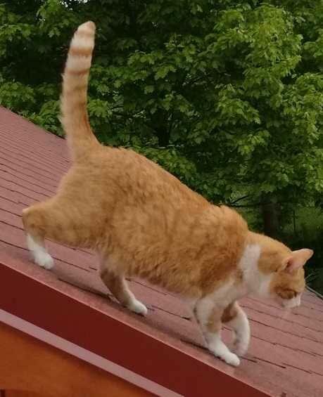 Zaginął rudo-biały kot! Woj łódzkie, powiat zgierski