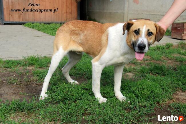Evian - sympatyczny piesek