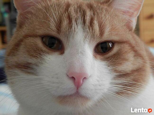 Zaginął rudo-biały kot! Woj łódzkie, powiat zgierski