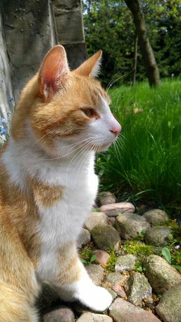 Zaginął rudo-biały kot! Woj łódzkie, powiat zgierski