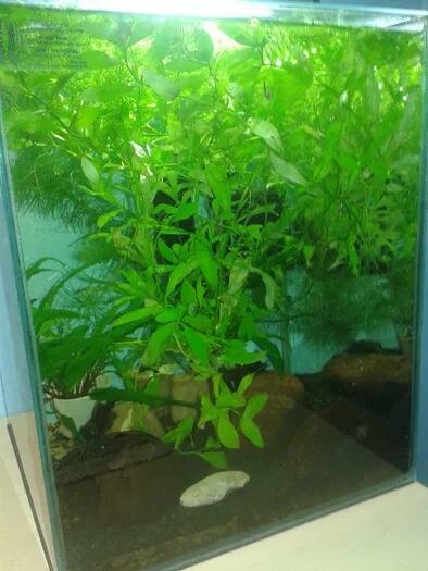 roslinki akwariowe, moczarka rzesa rogatek rybki gupiki glon