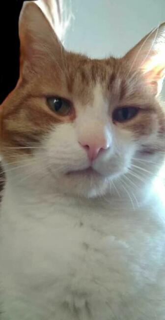 Zaginął rudo-biały kot! Woj łódzkie, powiat zgierski