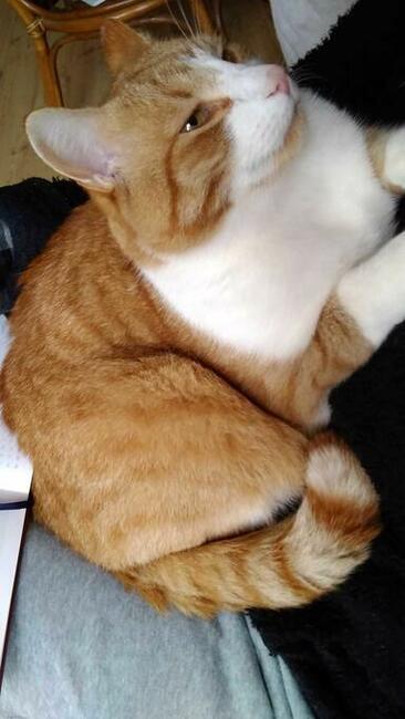 Zaginął rudo-biały kot! Woj łódzkie, powiat zgierski